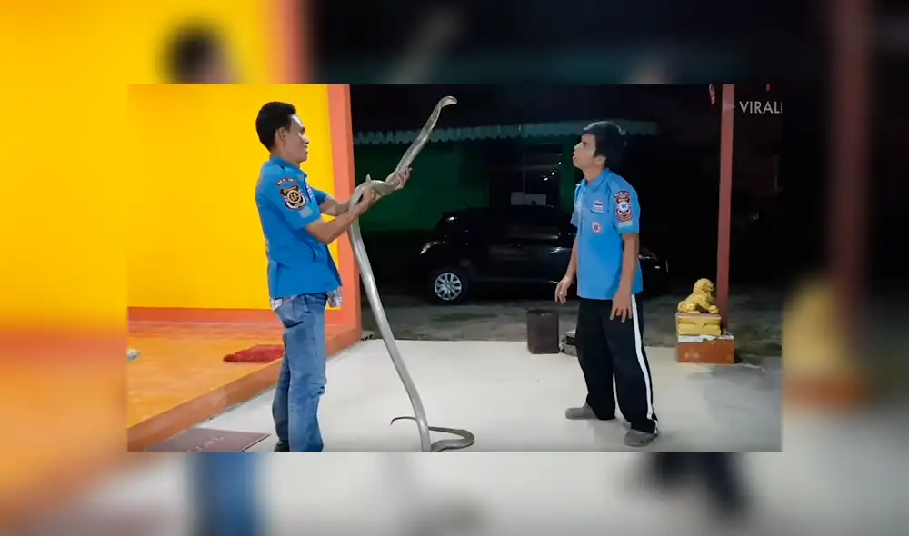 Chico hipnotiza a venenosa cobra para besarla y sucede lo inesperado [VIDEO] 