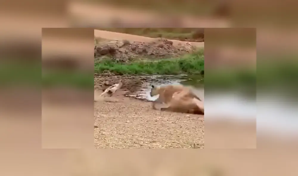 Una insólita escena muestra como un ciervo se salvó del ataque de una voraz leona. Una insólita escena muestra como un ciervo se salvó del ataque de una voraz leona.