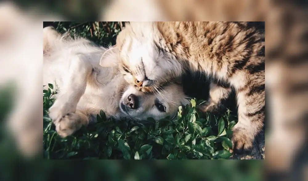 Aún se desconoce quiénes estarían detrás del caso. Aún se desconoce quiénes estarían detrás del caso.