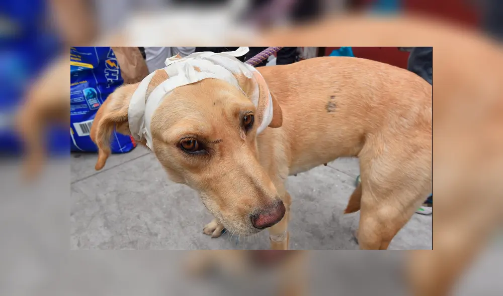 Maltrato animal Maltrato animal