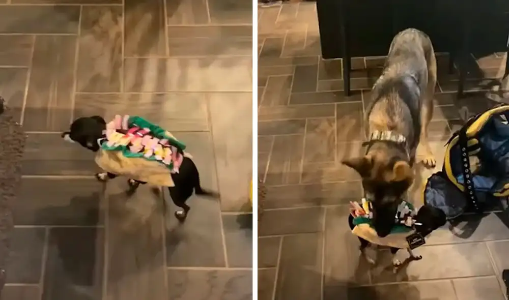 Desliza las imágenes para apreciar el comportamiento de un perro al descubrir que su ‘amigo’ usaba un disfraz de taco. Foto: captura de TikTok Desliza las imágenes para apreciar el comportamiento de un perro al descubrir que su ‘amigo’ usaba un disfraz de taco. Foto: captura de TikTok