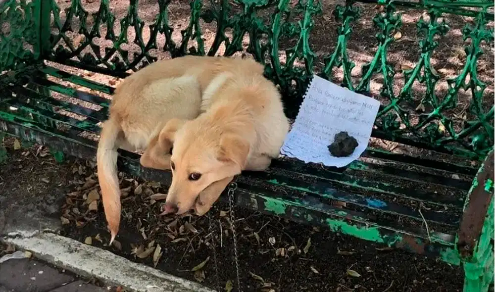 Perrito con la mirada triste tras ser abandonado en la banca de un parque