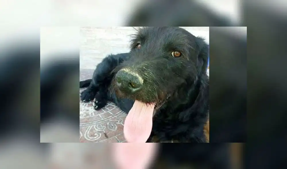 El dramático rescate de ‘Bigotes’, el perrito que fue abusado por su dueño en Navidad