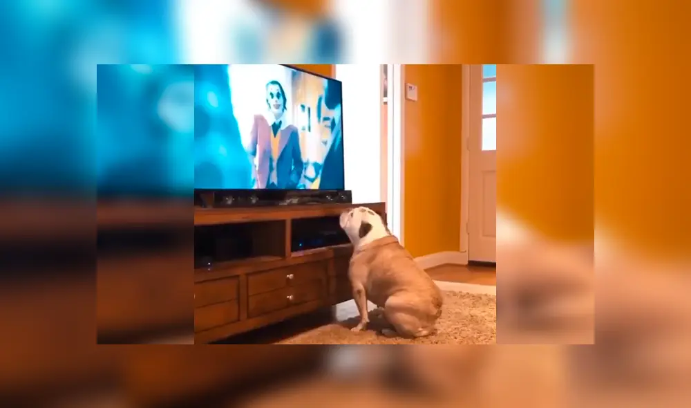 Video es viral en YouTube. Un joven puso el tráiler de Joker en su televisor, sin imaginar la reacción que tendría su perro al ver al villano interpretado por Joaquin Phoenix. Foto: Captura. Video es viral en YouTube. Un joven puso el tráiler de Joker en su televisor, sin imaginar la reacción que tendría su perro al ver al villano interpretado por Joaquin Phoenix. Foto: Captura.