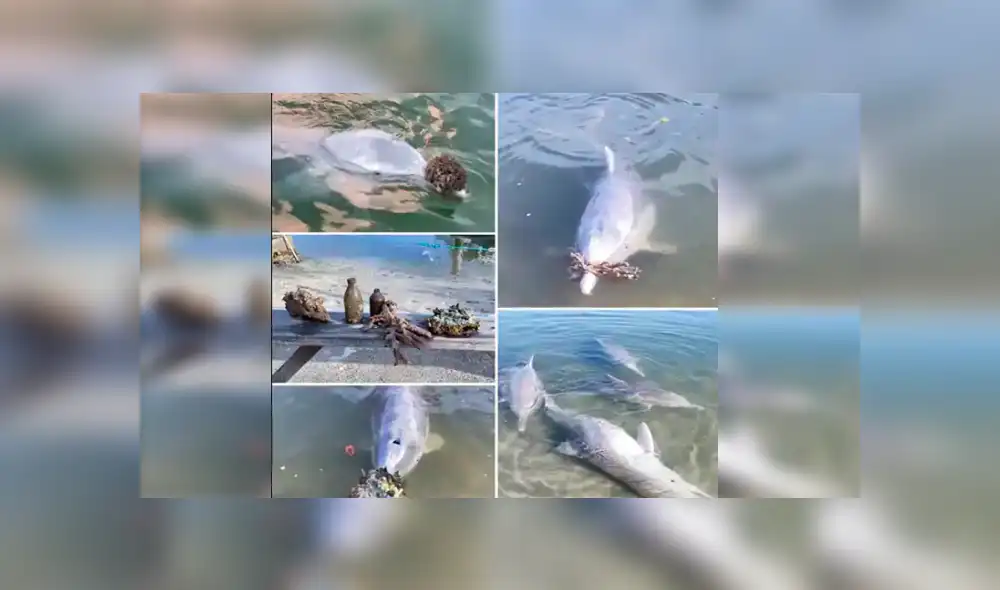 Mystique nada con una manada de siete delfines, pero él es el único conocido por buscar regalos.