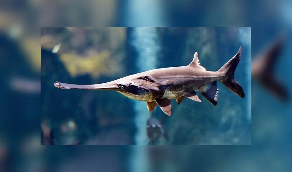 Pez remo gigante chino. Foto: Difusión.