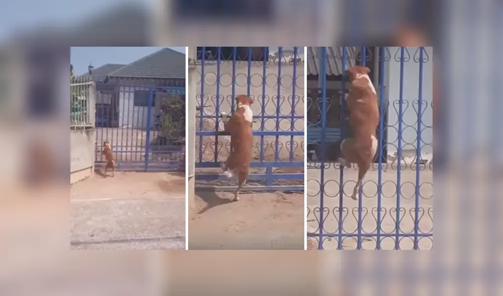 Vía Facebook, se hizo viral la divertida escena que protagonizó un astuto can para salir a la calle pese a estar encerrado