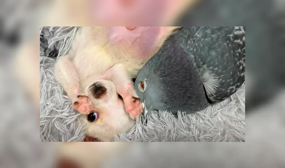 Desliza para ver las adorables fotos del perro y la paloma que tocaron el corazón de miles en YouTube. Foto: The Mia Foundation.