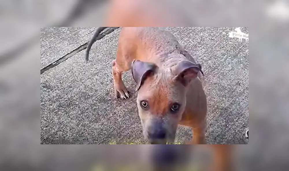 Desliza hacia la izquierda para ver el antes y después de un perro bebé que fue abandonado. Imágenes de Facebook.