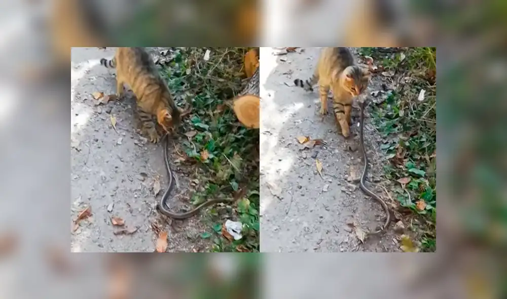 La serpiente intentaba huir pero el hambriento gato no lo soltaba. Foto: captura