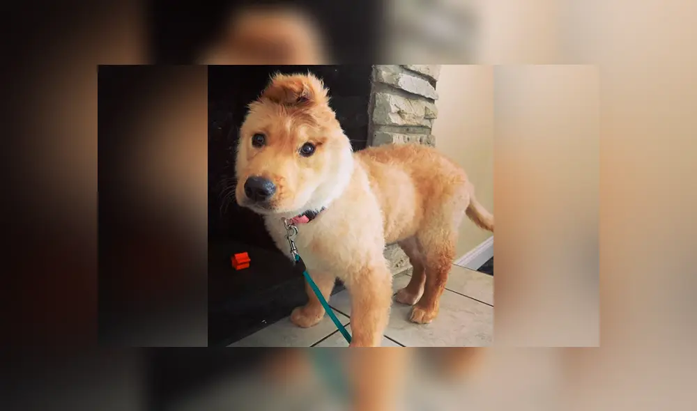 A través de Facebook se ha vuelto viral la historia de Rae, la perrita 'unicornio'.