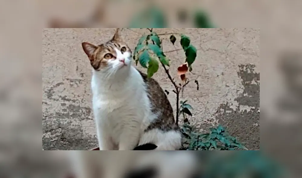 Desliza la imagen de Facebook para verlas todas.