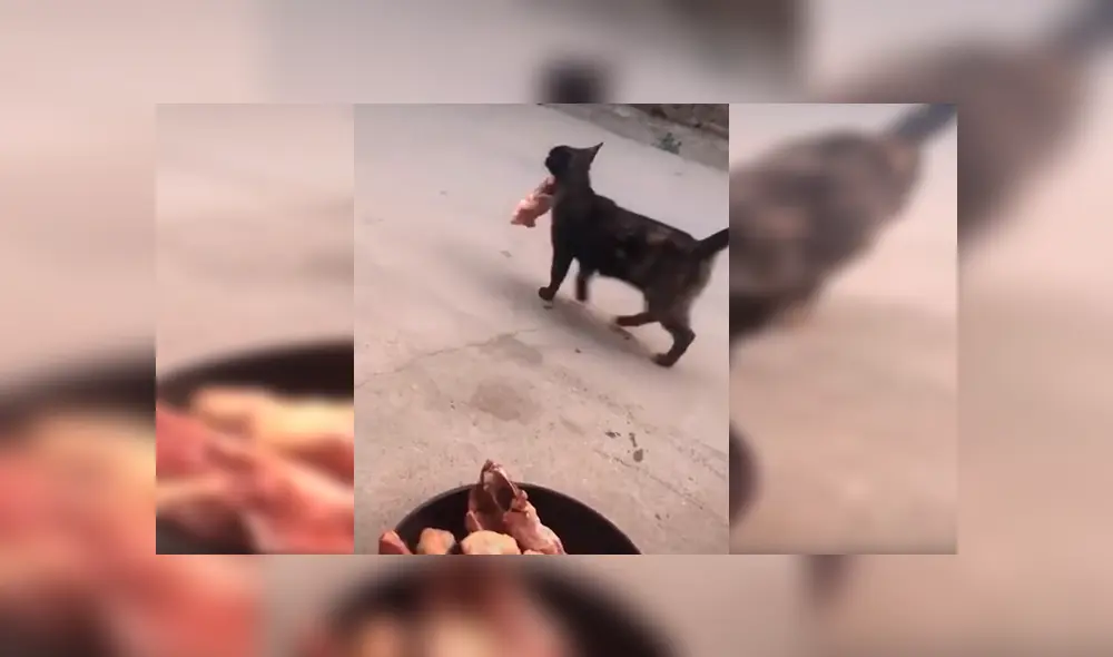 En YouTube, un osado gato agarró un enorme trozo de carne para comerlo; sin embargo, sus compañeros se lo impidieron. En YouTube, un osado gato agarró un enorme trozo de carne para comerlo; sin embargo, sus compañeros se lo impidieron.