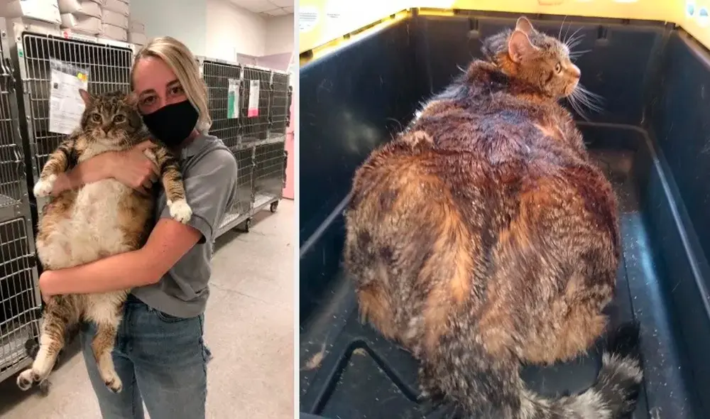 Facebook - gato Facebook - gato