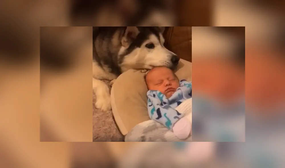 Desliza las imágenes para apreciar la recopilación de conmovedores momentos de un bebé con su perro. Desliza las imágenes para apreciar la recopilación de conmovedores momentos de un bebé con su perro.