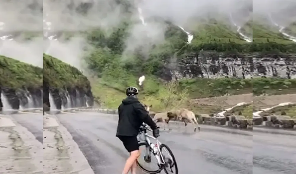 Desliza hacia la izquierda para ver más imágenes de este impactante momento en el que tres borregos cimarrones se enfrentan. Foto: captura de YouTube