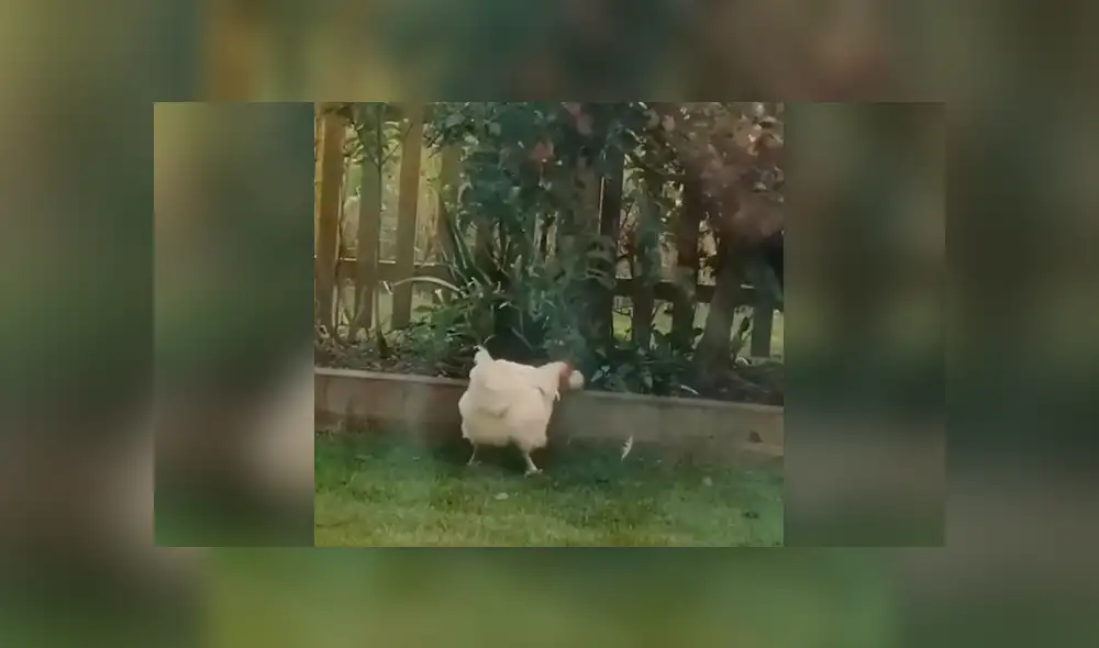 Desliza las imágenes para conocer la identidad del ‘ladrón’ que agarraba sin permiso unas manzanas. Foto: Captura.