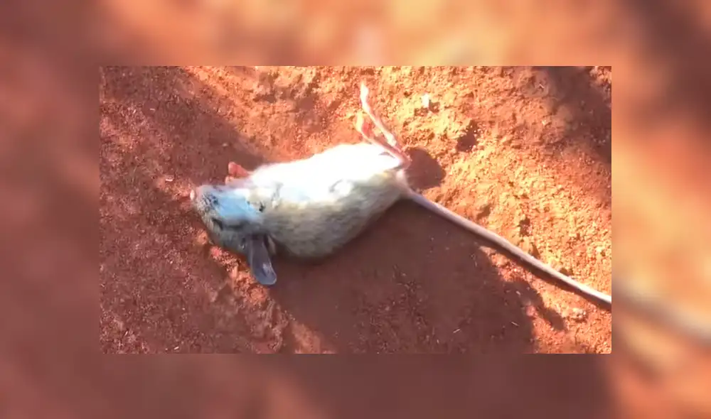 En YouTube, un chico aplicó un singular método para revivir a un pequeño ratón moribundo en el desierto. En YouTube, un chico aplicó un singular método para revivir a un pequeño ratón moribundo en el desierto.