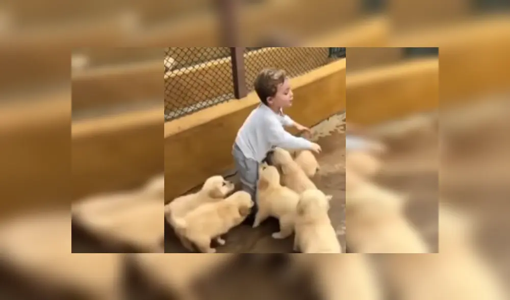 Desliza las imágenes para ver más sobre esta tierna escena protagonizada por un niño y unos cachorros. (Foto: captura) Desliza las imágenes para ver más sobre esta tierna escena protagonizada por un niño y unos cachorros. (Foto: captura)
