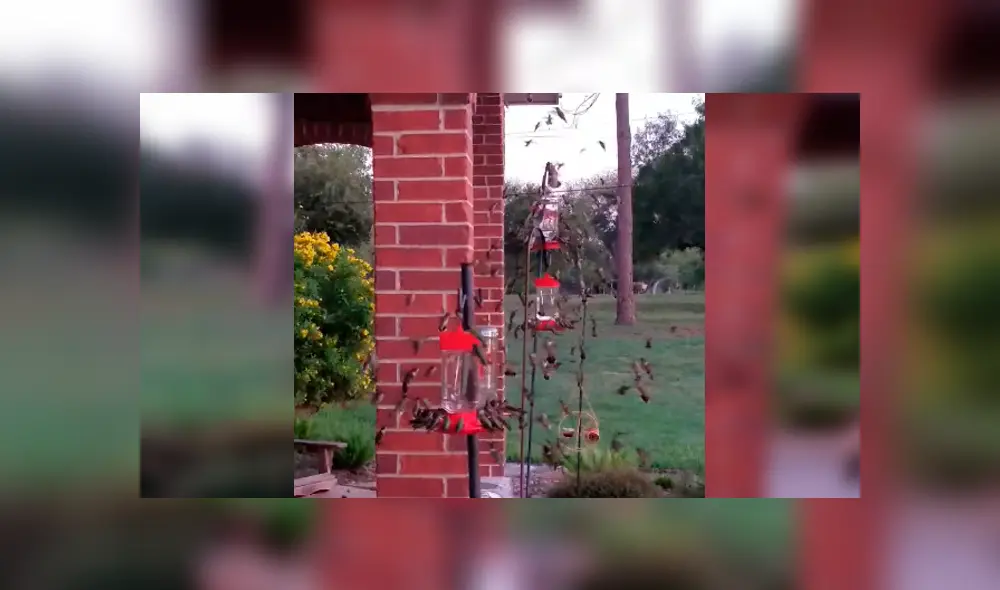 Facebook viral: creyó toparse con un enjambre de abejas, se asoma y descubre un increíble espectáculo