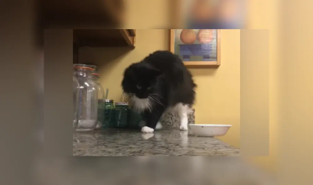 Desliza hacia la izquierda para ver más imágenes de este travieso gato que es viral en Facebook. Desliza hacia la izquierda para ver más imágenes de este travieso gato que es viral en Facebook.