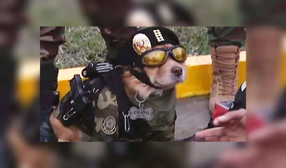 'Chato' se robó la mirada de todos en la Parada Militar de 2019. Foto: difusión