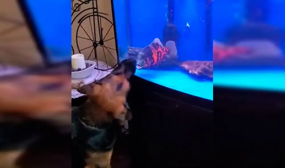 Desliza las imágenes para observar la fuerte rivalidad entre un perro y un pez que terminaron enfrentándose. Fotocaptura: Facebook.