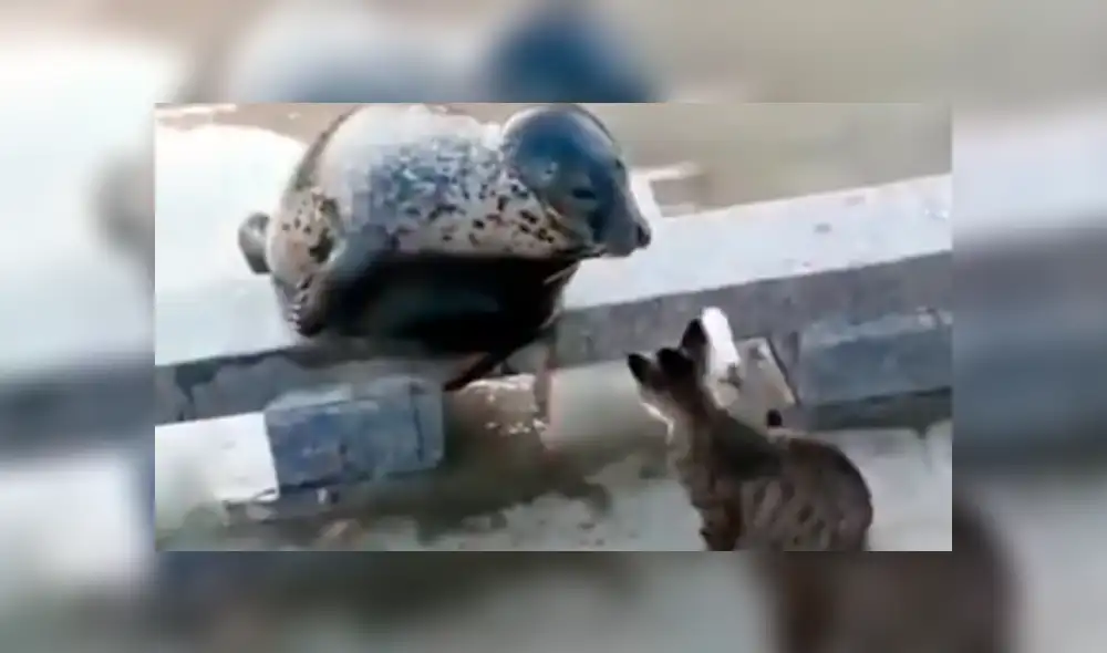 Facebook viral: cobarde foca finge su muerte para que gato no le siga golpeando [VIDEO]