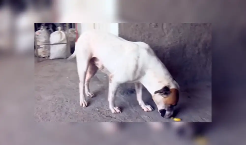 Desliza para ver detalles de este video viral de YouTube. Foto: Captura.