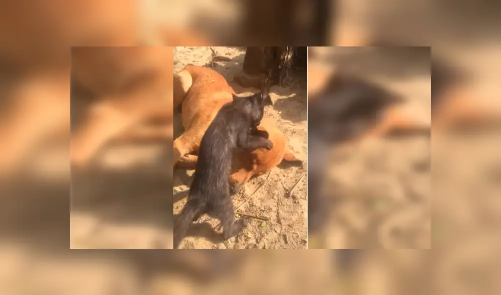 Es viral en Facebook. El dueño de los animales se percató de la emotiva escena y la grabó para compartirla en redes sociales Es viral en Facebook. El dueño de los animales se percató de la emotiva escena y la grabó para compartirla en redes sociales