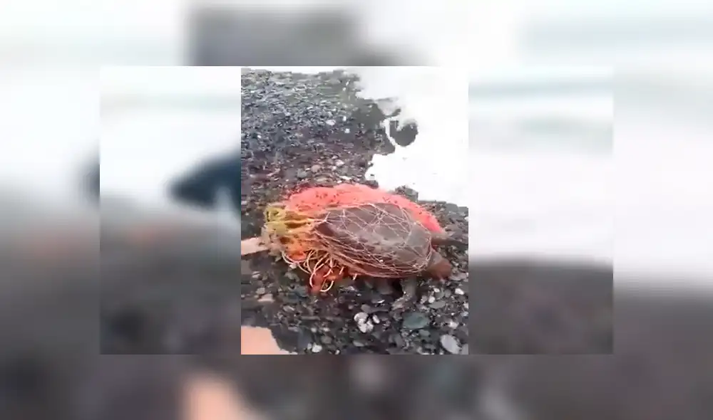 YouTube viral: hombre arriesga su vida e ingresa al mar para salvar a tortuga cubierta de plástico [VIDEO]