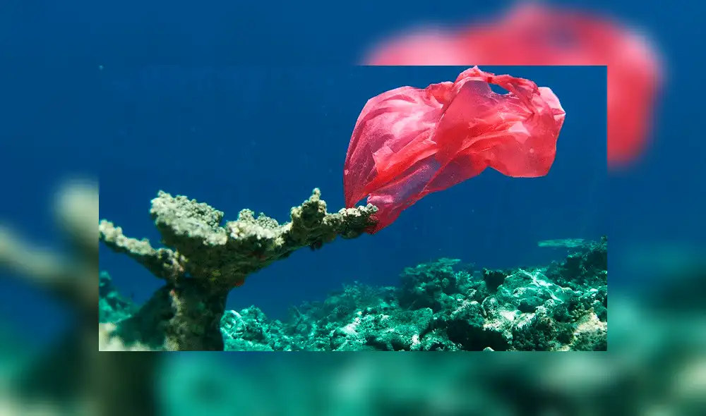 Más de 600 buzos rompen Récord Guiness al limpiar una playa 