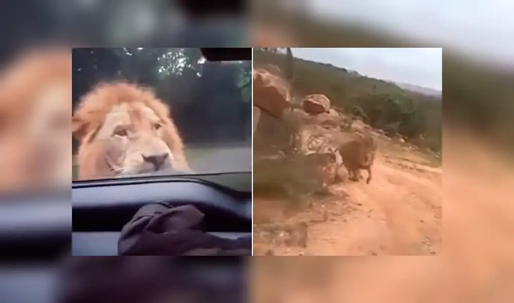 Un video viral de YouTube registró el momento en que un enfurecido león persigue a un grupo de turistas que hacían safari. Un video viral de YouTube registró el momento en que un enfurecido león persigue a un grupo de turistas que hacían safari.