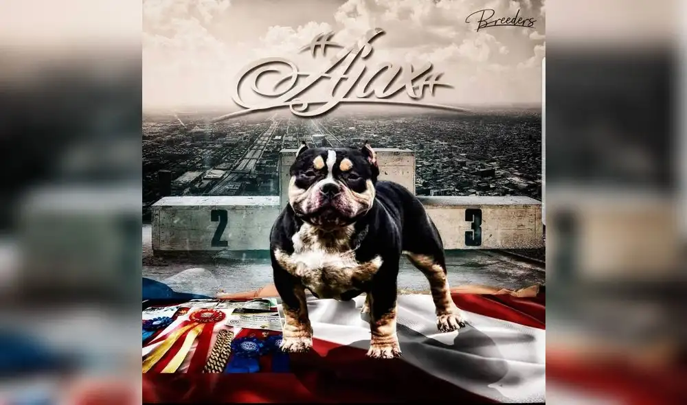 Conoce a Ajax, el American Bully que dejó en alto al Perú en competencia internacional 