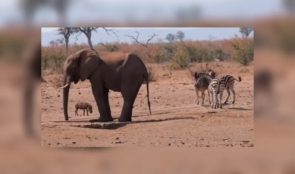 Desliza hacia la izquierda para ver las tierna escena de un elefante protegiendo a un jabalí bebé. Video viral de Facebook. Desliza hacia la izquierda para ver las tierna escena de un elefante protegiendo a un jabalí bebé. Video viral de Facebook.