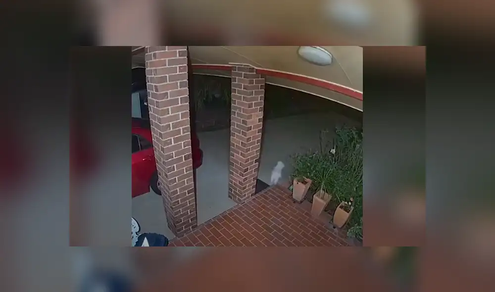 Desliza las imágenes para observar la acción de un perro tras percatarse que unos malhechores intentaron invadir su casa. Desliza las imágenes para observar la acción de un perro tras percatarse que unos malhechores intentaron invadir su casa.