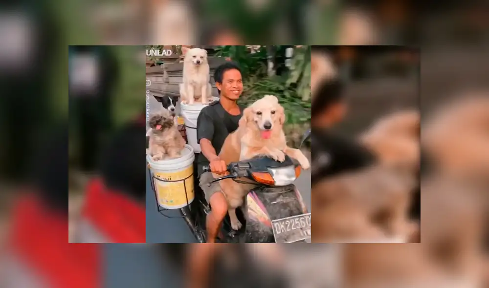 El hombre quería viajar con todos sus perros y no tuvo mejor idea que modificar su motocicleta con una singular idea que ha causado sensación en Facebook El hombre quería viajar con todos sus perros y no tuvo mejor idea que modificar su motocicleta con una singular idea que ha causado sensación en Facebook