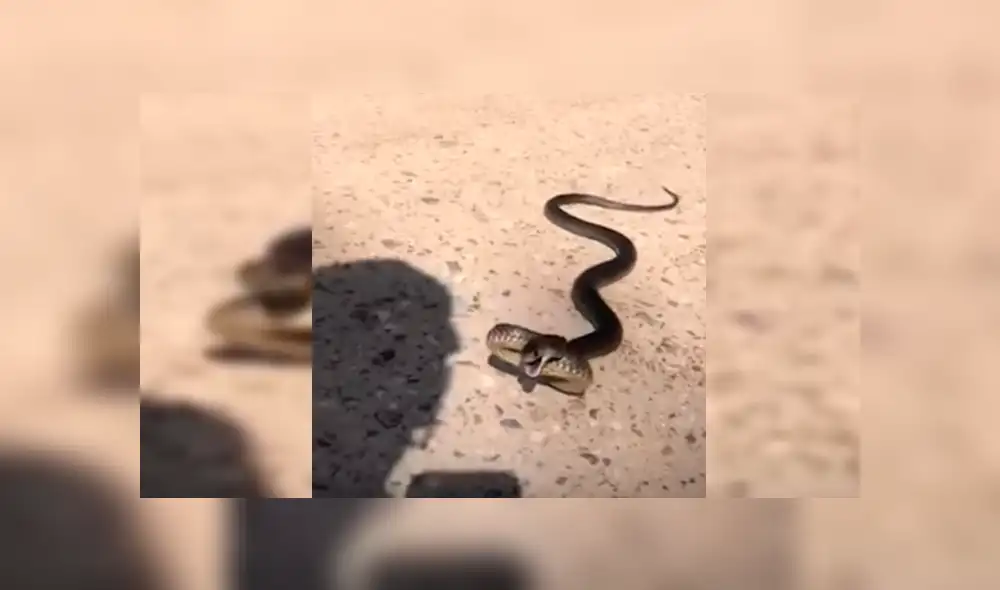 El hombre interactuó con la serpiente por más de un minuto mientras explicaba la razón por la que suelen atacar a los humanos El hombre interactuó con la serpiente por más de un minuto mientras explicaba la razón por la que suelen atacar a los humanos