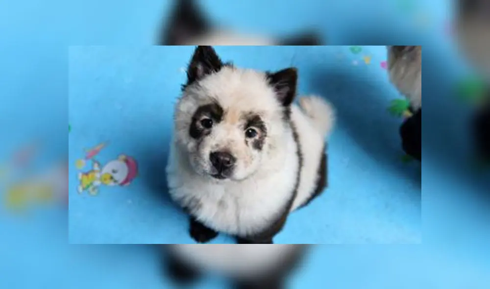 ¿De perros a pandas? Polémica por cafetería que ofrece teñido a mascotas [VIDEO]