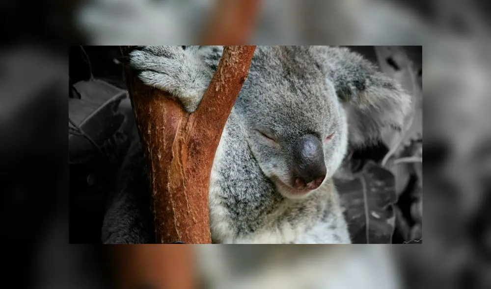 Koala Lewis muere tras incendio forestal Koala Lewis muere tras incendio forestal