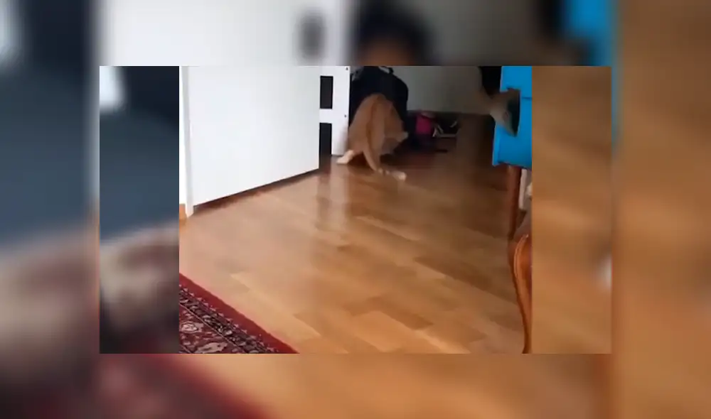 En Facebook, un tierno gato asombró con su habilidad al alcanzar varios objetos a su cuidador. En Facebook, un tierno gato asombró con su habilidad al alcanzar varios objetos a su cuidador.