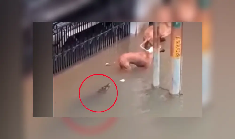 Perros salvan de morir tras realizar un curioso truco y escapar de feroz cocodrilo en inundación [VIDEO]