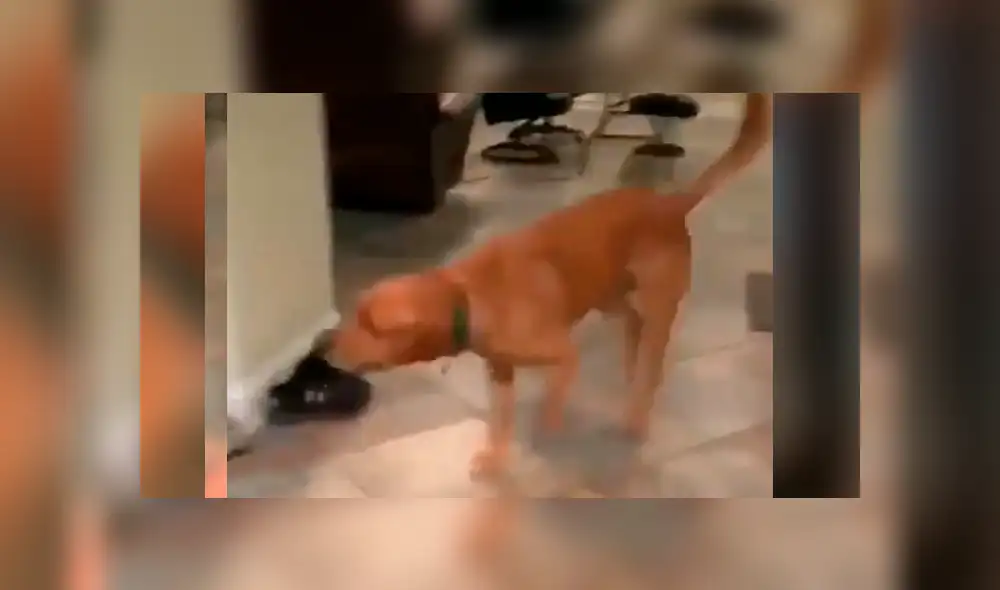 Sorprendente video viral en que perro entrega la cerveza a su dueño.