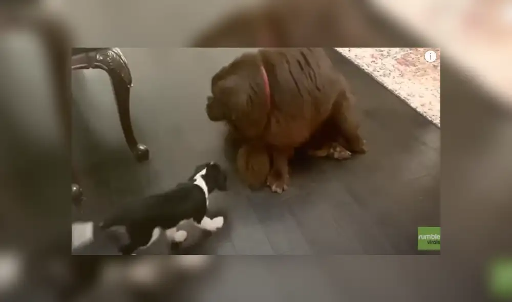 Desliza hacia la izquierda para ver las imágenes del viral de Facebook. Fotocaptura: Rumble Viral. Desliza hacia la izquierda para ver las imágenes del viral de Facebook. Fotocaptura: Rumble Viral.