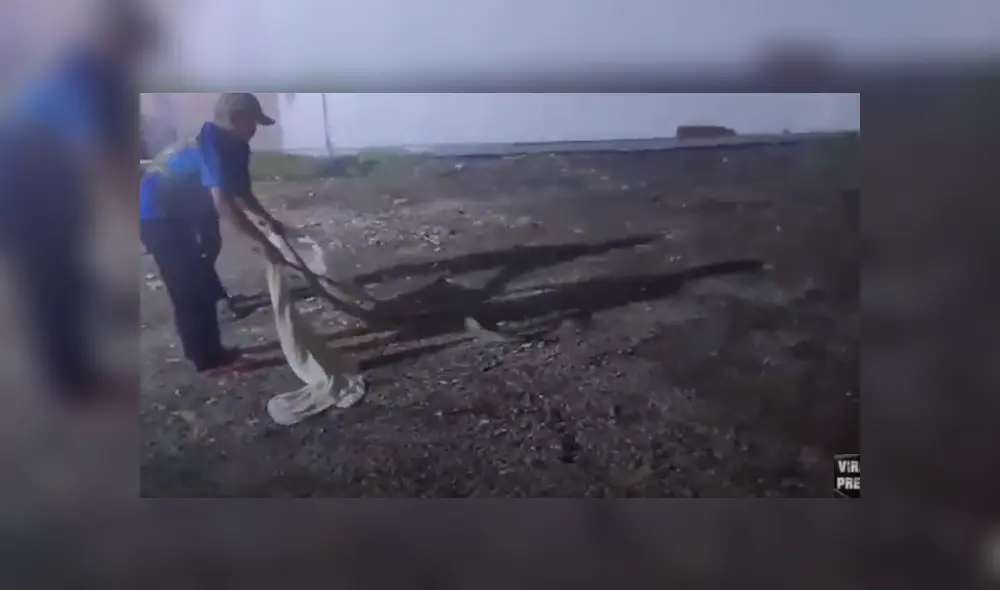Los pobladores de Tailandia atraparon a una serpiente pitón de 3 metros de largo. Foto: ViralPress
