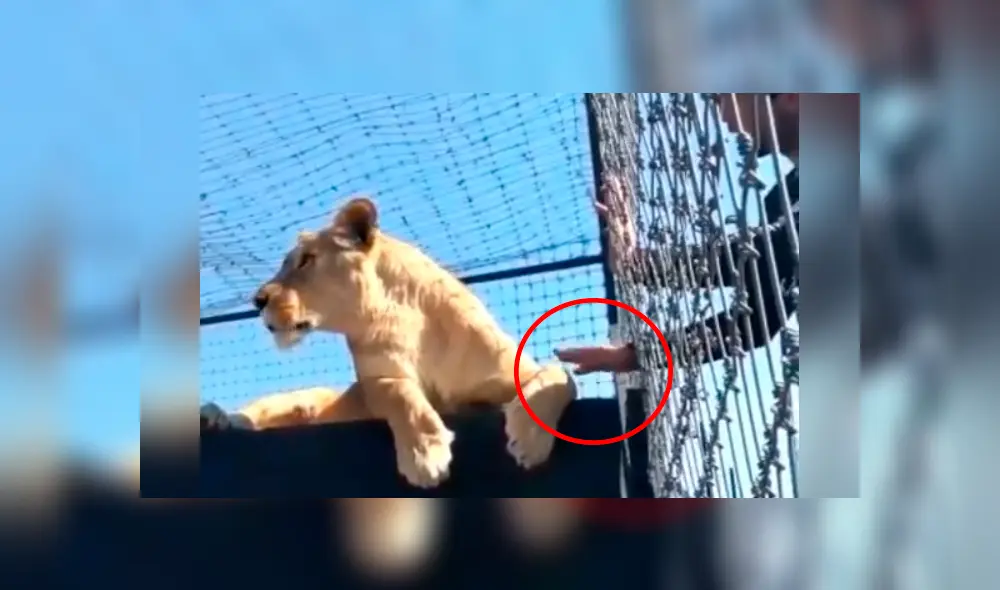 Desliza hacia la izquierda para ver la reacción de la leona con el osado turista, escena que es viral en YouTube.