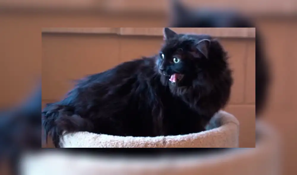 ¿Dónde estaba ese lindo gatito? En Facebook la historia de Sasha ha causado gran asombro ya que fue hallado a más de dos mil kilómetros de su casa. ¿Dónde estaba ese lindo gatito? En Facebook la historia de Sasha ha causado gran asombro ya que fue hallado a más de dos mil kilómetros de su casa.