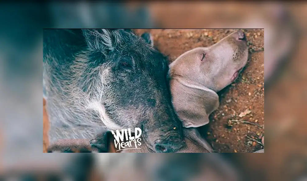 Desliza hacia la izquierda para ver las conmovedoras imágenes del video viral de YouTube.