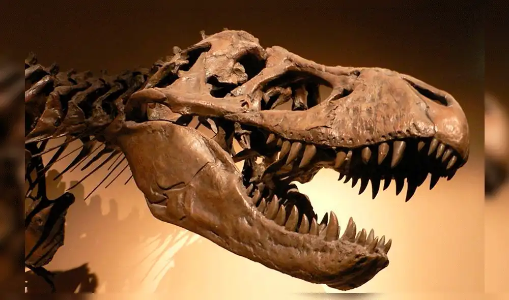 Scotty, el Tiranosaurio Rex más grande del mundo, fue hallado en Canadá [FOTOS]