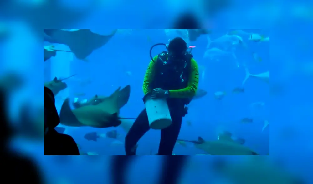 Un video viral de Facebook registró el momento en que un buzo es atacado por una mantayarra. Un video viral de Facebook registró el momento en que un buzo es atacado por una mantayarra.